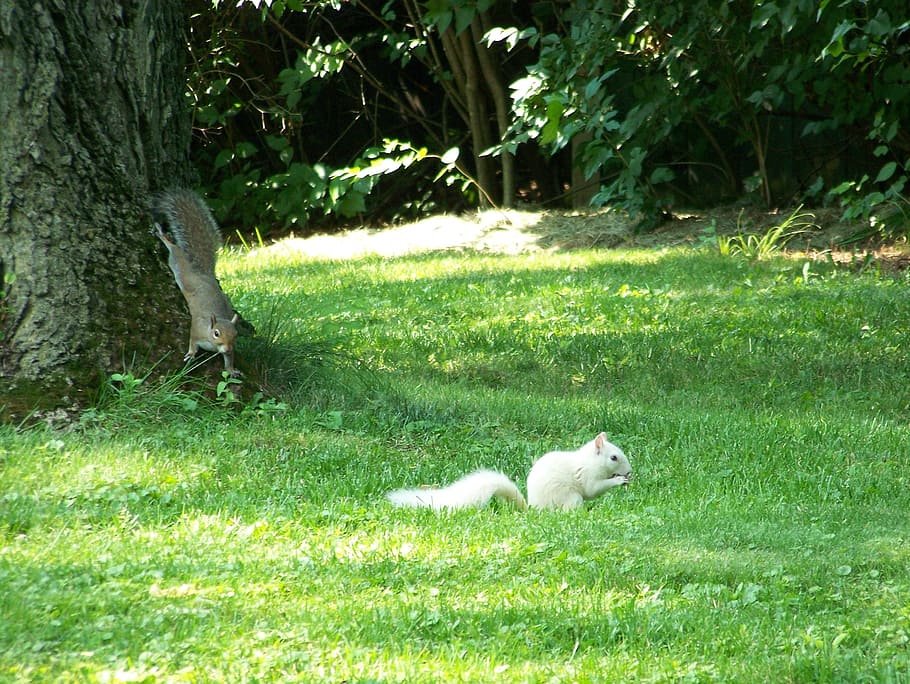 squirrels, white, brown, animals, mammals, two, pair, park HD wallpaper