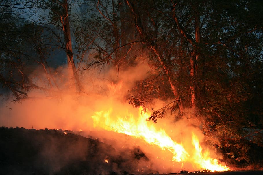 evening, outdoors, fire, spreading, smoke, trees burning, bluegum trees HD wallpaper