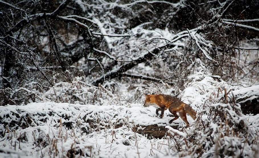 fox roaming walking on a snow covered trees during daytime HD wallpaper
