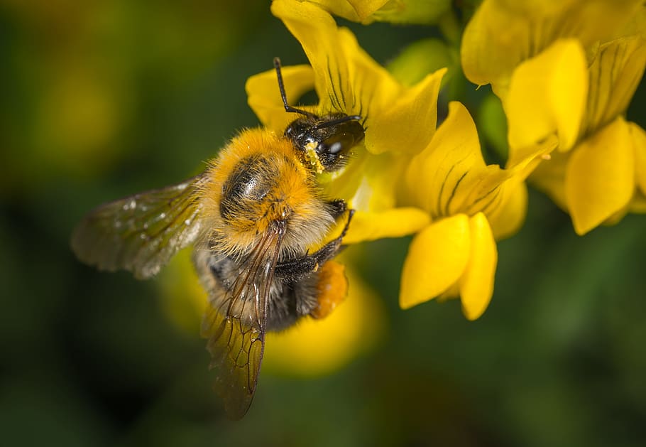 nature, bee, insect, pollination, pollen, macro, flower, animal HD wallpaper