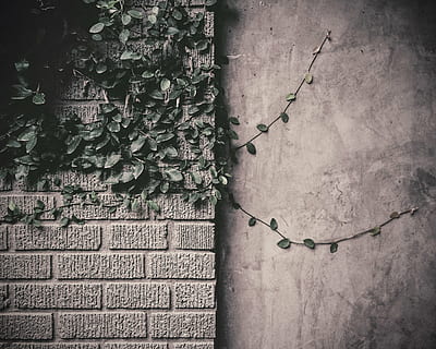 green vine plants on gray wall, closeup, photo, leaf, vines HD wallpaper