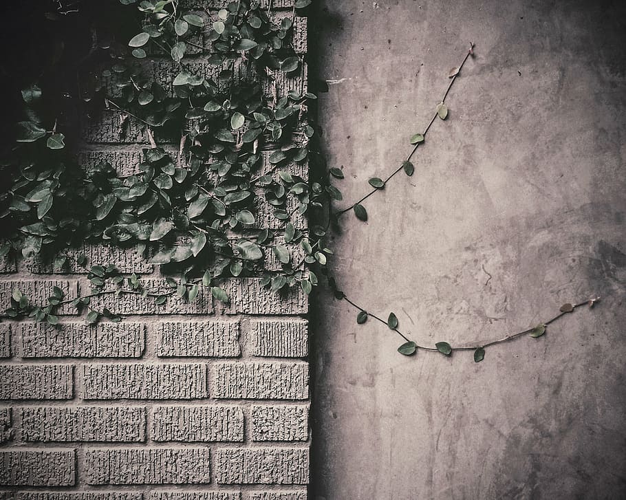 green vine plants on gray wall, closeup, photo, leaf, vines HD wallpaper