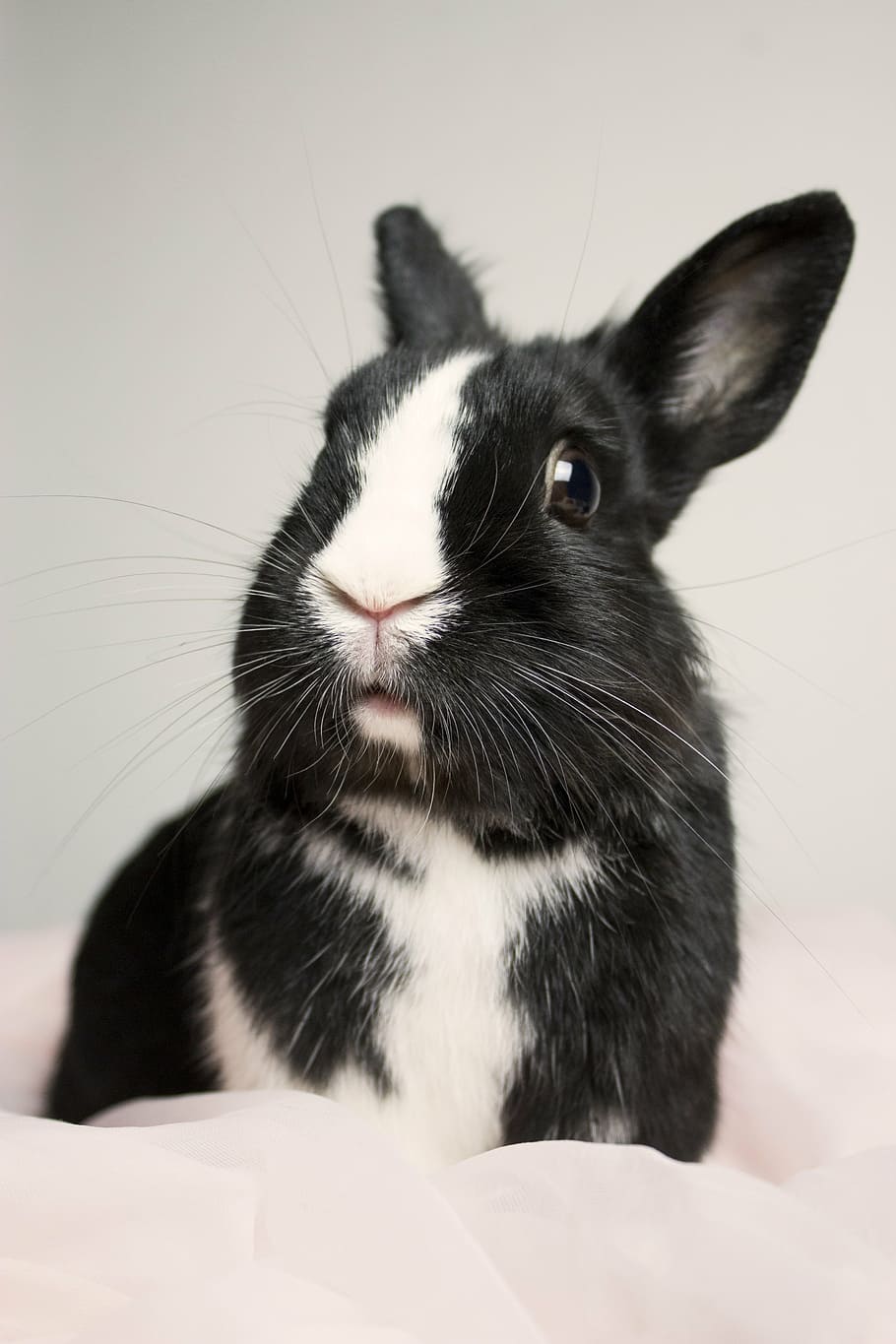 photo of white and black rabbit, bunny, cute, animal, happy, pet, HD wallpaper