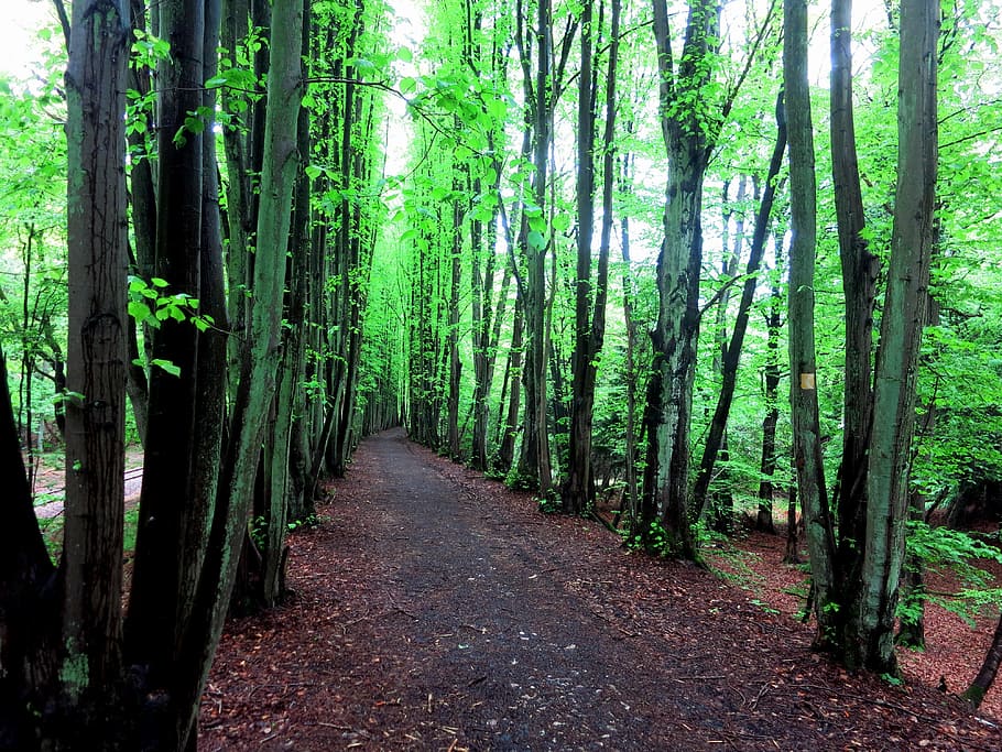 forest, tree, leaves, green, kasbachtal, plant, direction, land HD wallpaper