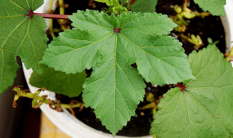 natural, large leaf, green, plant part, green color, growth HD wallpaper