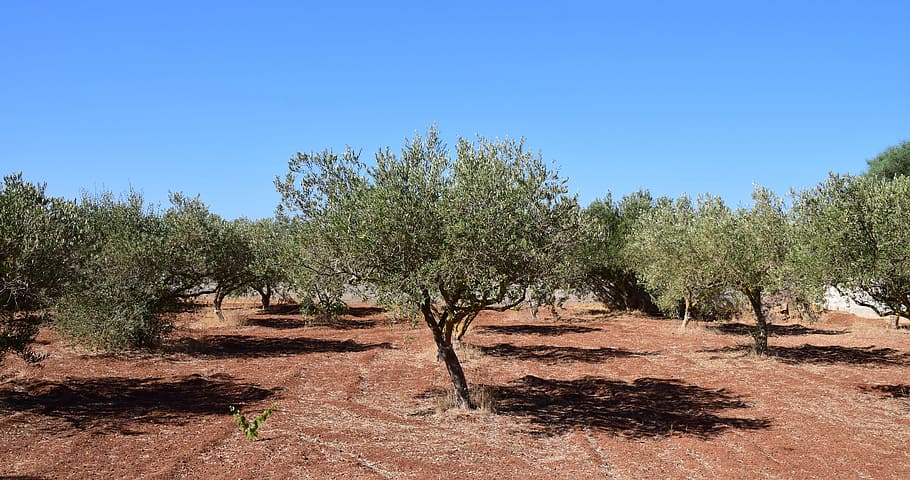 photo of green leaf trees, olive trees, field, agriculture, olive grove, HD wallpaper