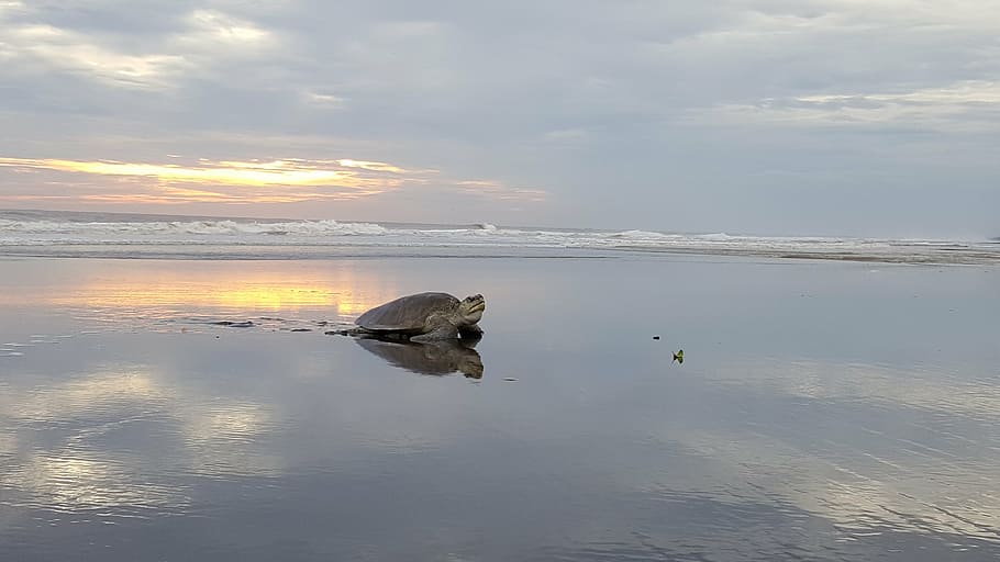 photo of turtle on shore, ocean, sea, sea turtle, sunset, beach HD wallpaper