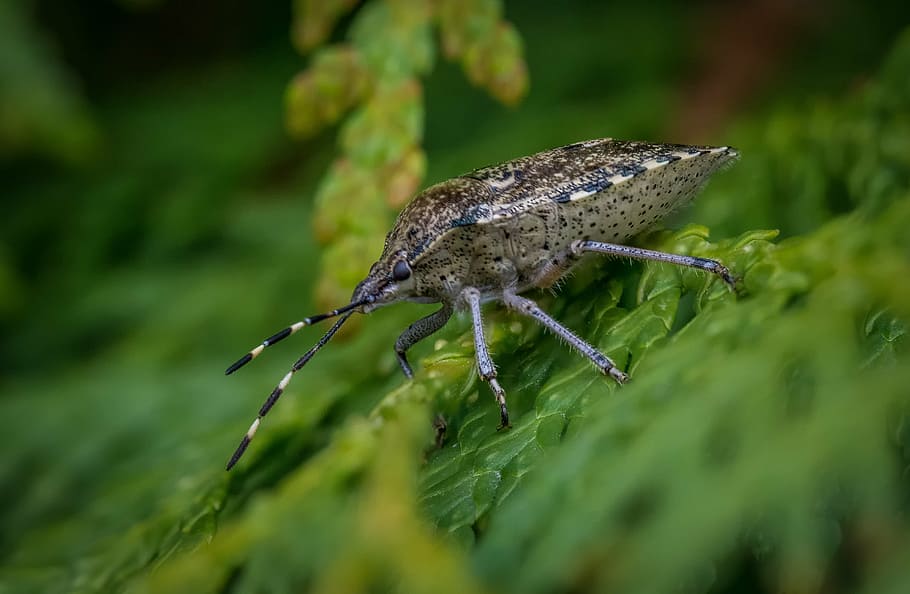 bug, grey garden bug, beetle, nature, insect, close, animal HD wallpaper