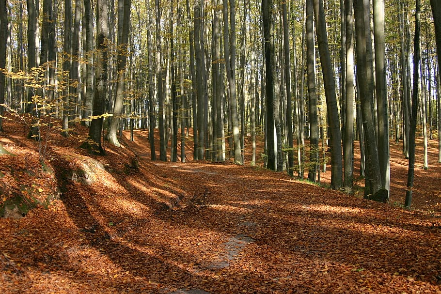 forest, foliage, autumn, tree, nature, park, october, autumn gold HD wallpaper