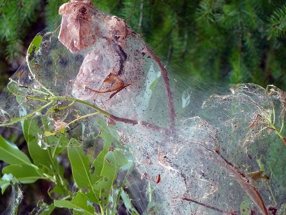 spider webs, covered, tree, cobweb, insect, creepy, arachnid HD wallpaper