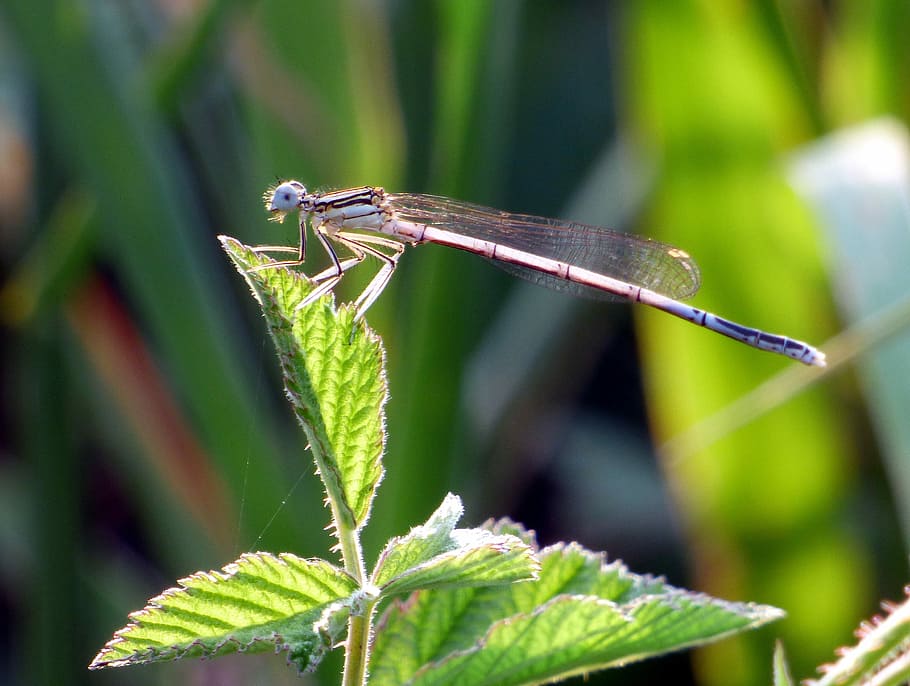 Demoiselle, Dragonfly, Nature, Insect, green, flying insect, HD wallpaper