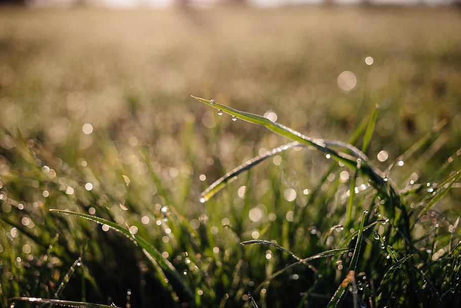nature, background, blade, bokeh, bright, dew, droplet, drops HD wallpaper