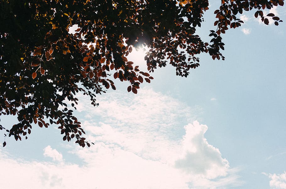 Tree and sky, nature, outdoors, day, blue, cloud - Sky, summer HD wallpaper