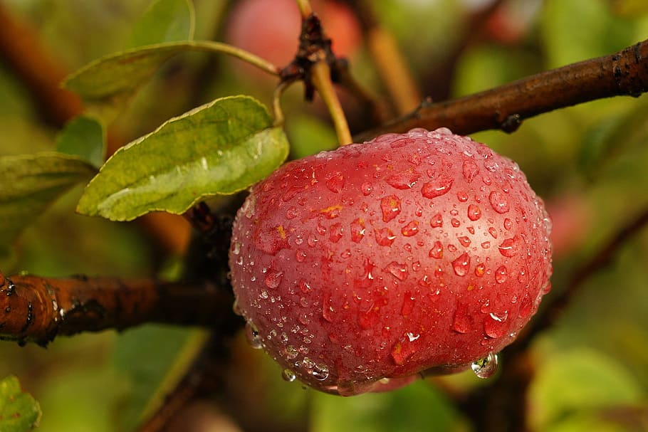 close up photography of apple with water droplets, nature, fruit HD wallpaper