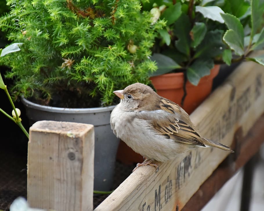 brown bird standing near green leafed plant, sparrow, sperling, HD wallpaper