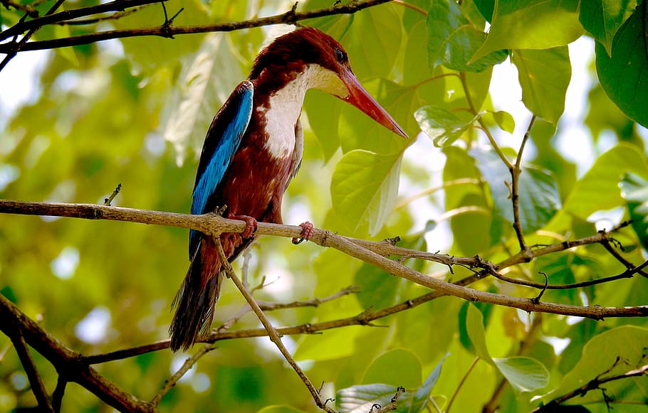 red bird on top of tree branch, nature, kingfisher, photography, HD wallpaper