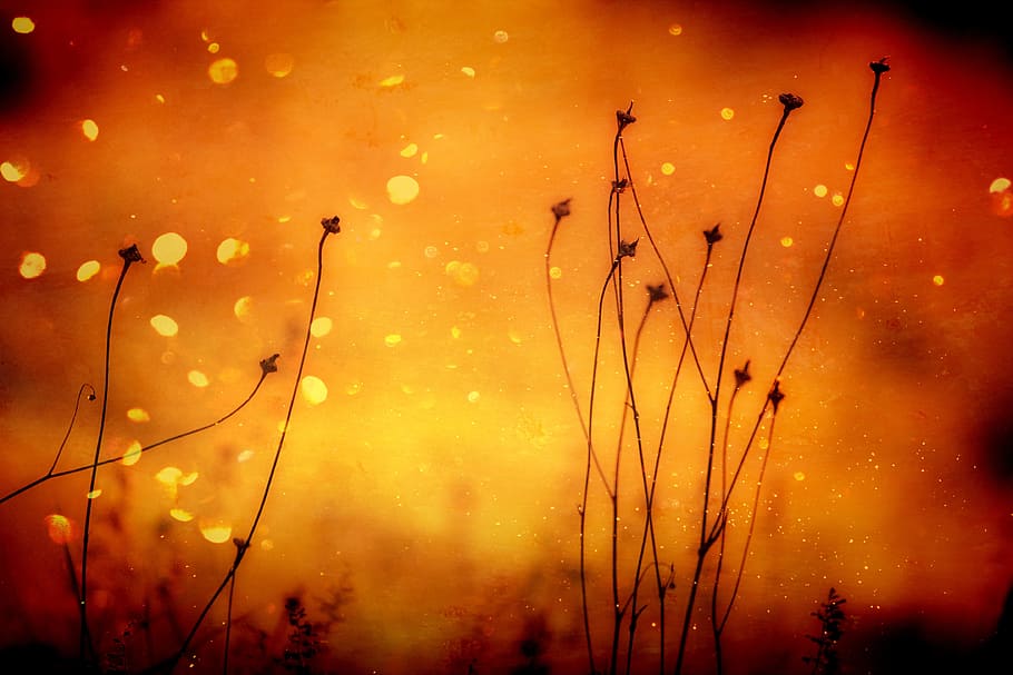 black plant digital wallpaper, background, orange, abstract HD wallpaper