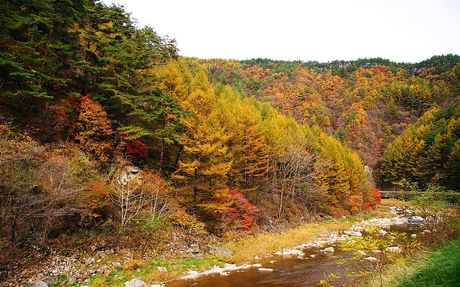 klitschko, whether or not, tree, plant, autumn, beauty in nature HD wallpaper