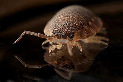 brown pill bug closeup photography, armadillo, worm, insect HD wallpaper