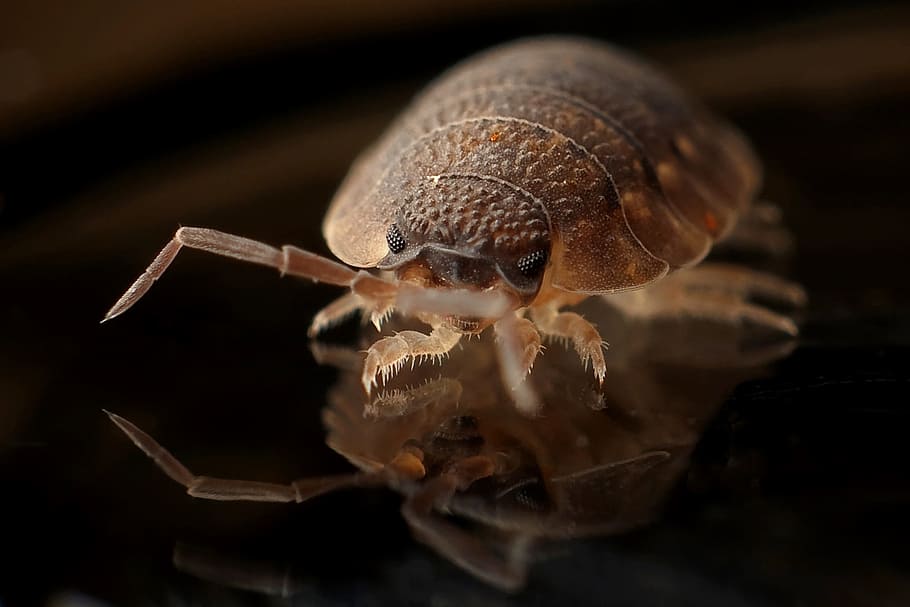 brown pill bug closeup photography, armadillo, worm, insect, animal themes, HD wallpaper