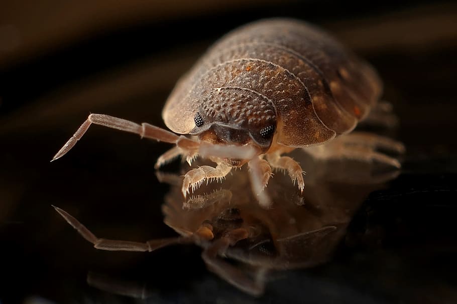 brown pill bug closeup photography, armadillo, worm, insect HD wallpaper