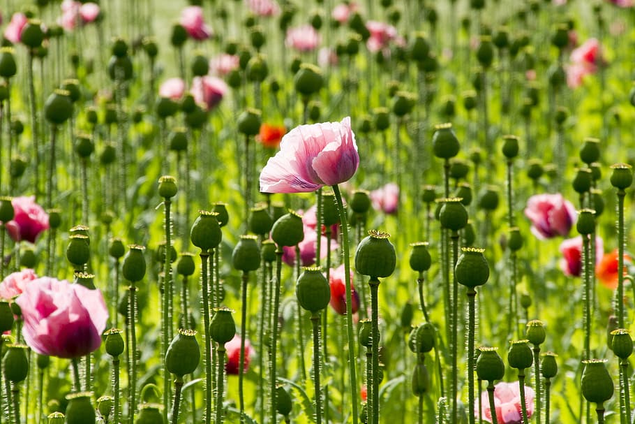 sunlight over pink tulips field, poppy, flowers, pink poppy, poppy flower, HD wallpaper