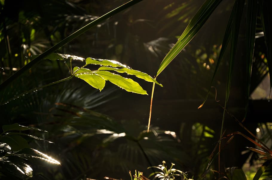 green, forest, nature, tree, environment, natural, plant, sunlight HD wallpaper