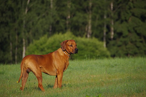 dog, ridgeback, rhodesian, animal, domestic, canine, pets, one animal HD wallpaper