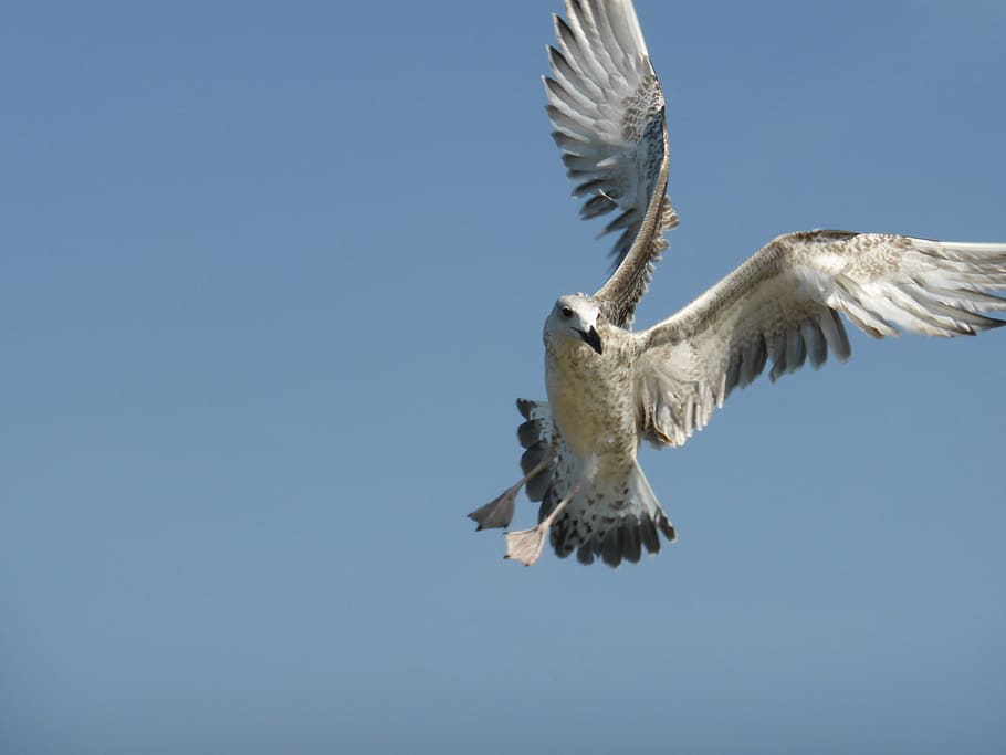 seagull, bird, flight, wings, sky, nature, flying, spread wings HD wallpaper
