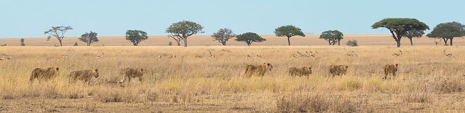 desert panorama photography, brown four-legged animals on brown farm photography, HD wallpaper