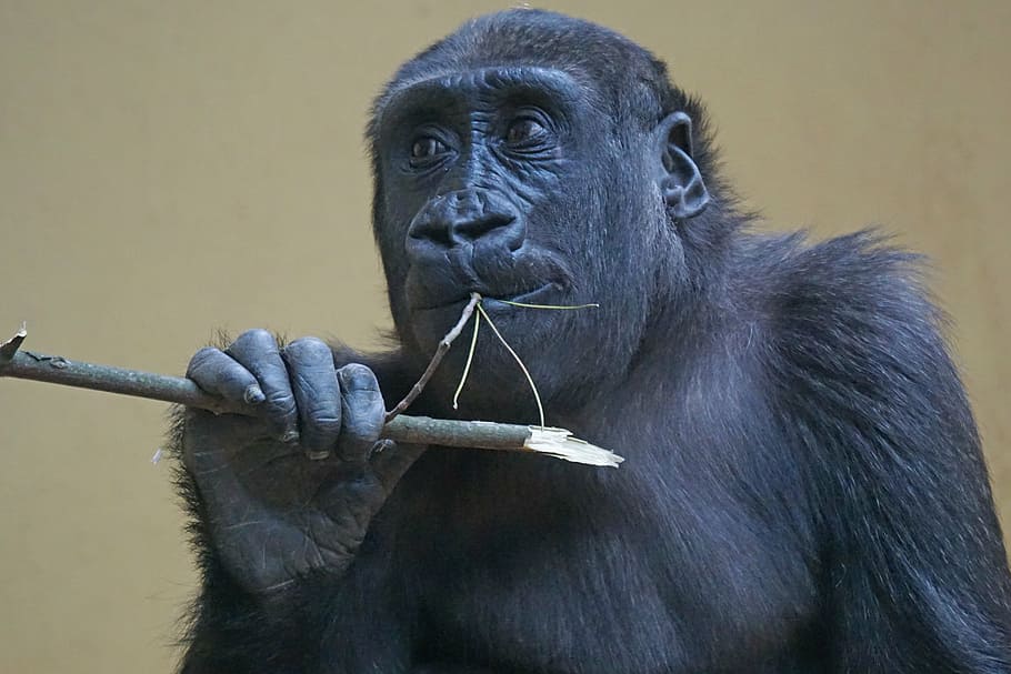 gorilla, ape, primate, monkey, watch, view, close, lowland gorilla, HD wallpaper