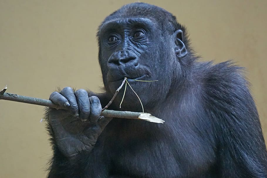 gorilla, ape, primate, monkey, watch, view, close, lowland gorilla HD wallpaper