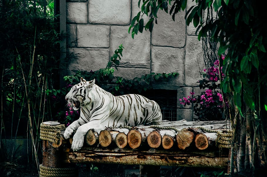 white tiger laying on top, Tree, Nature, Season, green, branch, HD wallpaper