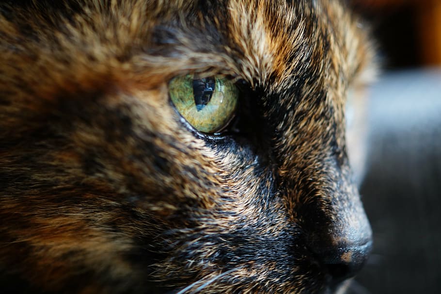 animal, animal photography, cat, close-up, feline, macro, pet, HD wallpaper