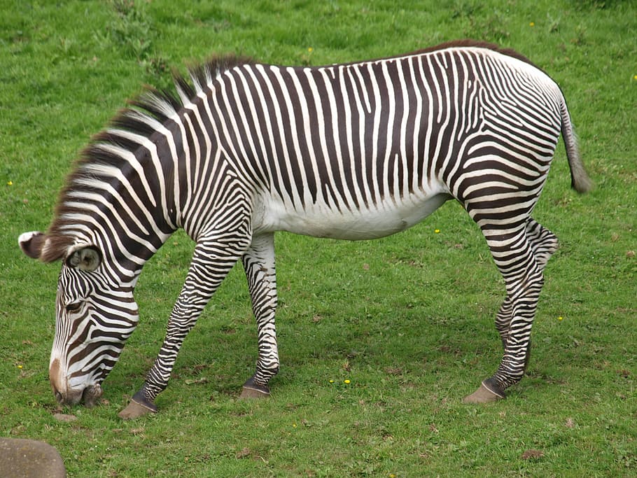 zebra grazing on green grass, Zoo, Black And White, Striped, black and white striped, HD wallpaper