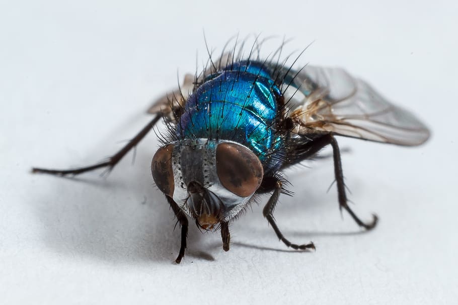 macro photography of blue fly, housefly, insect, insect macro HD wallpaper