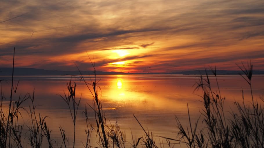 silhouette of plant during sunset, evening, light, landscape HD wallpaper