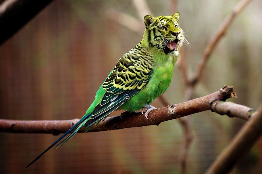 green bird figure, tiger, budgie, tiger parakeet, photoshop, photoshop animal, HD wallpaper