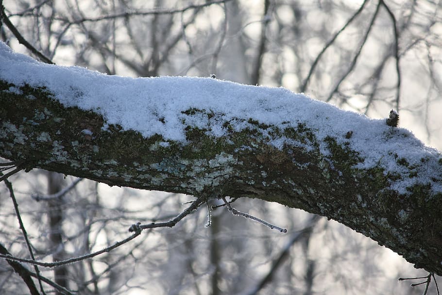 tree, winter, snow, forest, cold, wintry, nature, winter trees HD wallpaper