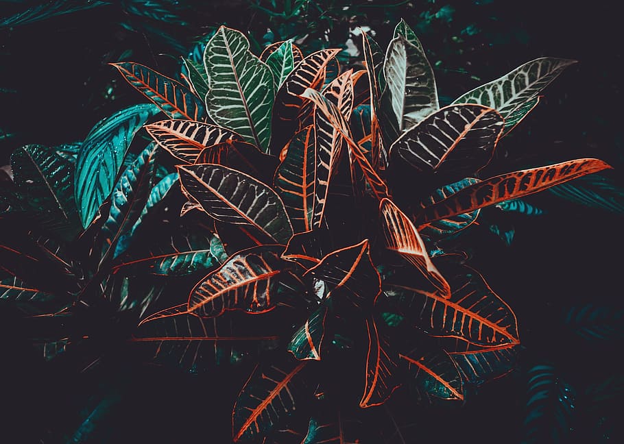 macro photo of black plants, photography of green leafed plant HD wallpaper