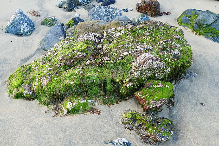 Beach, Rock, Stone, Moss, Seaweed, nature, water, ocean, sand HD wallpaper