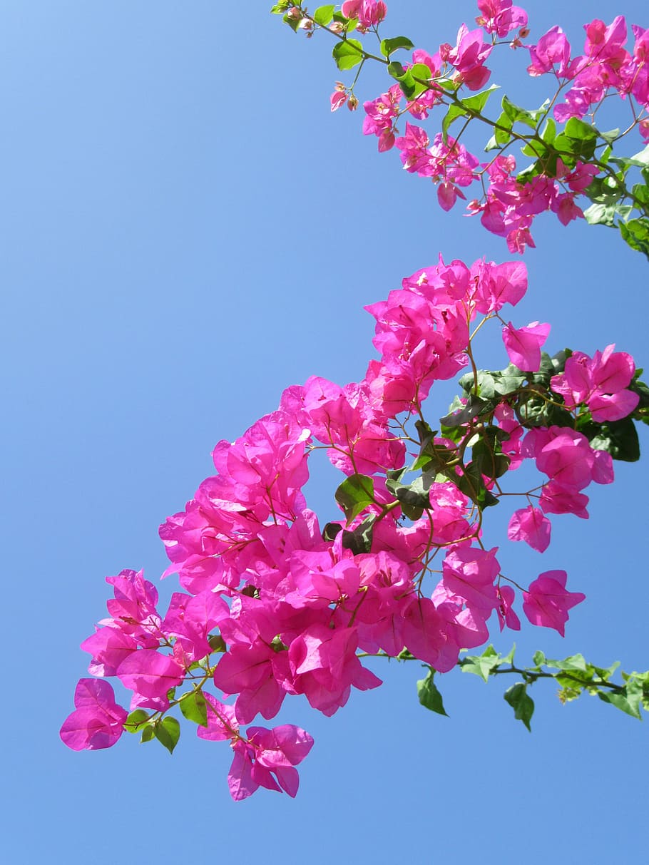 pink bougainvillea flowers at daytime, tropical flower, exotic flower, HD wallpaper