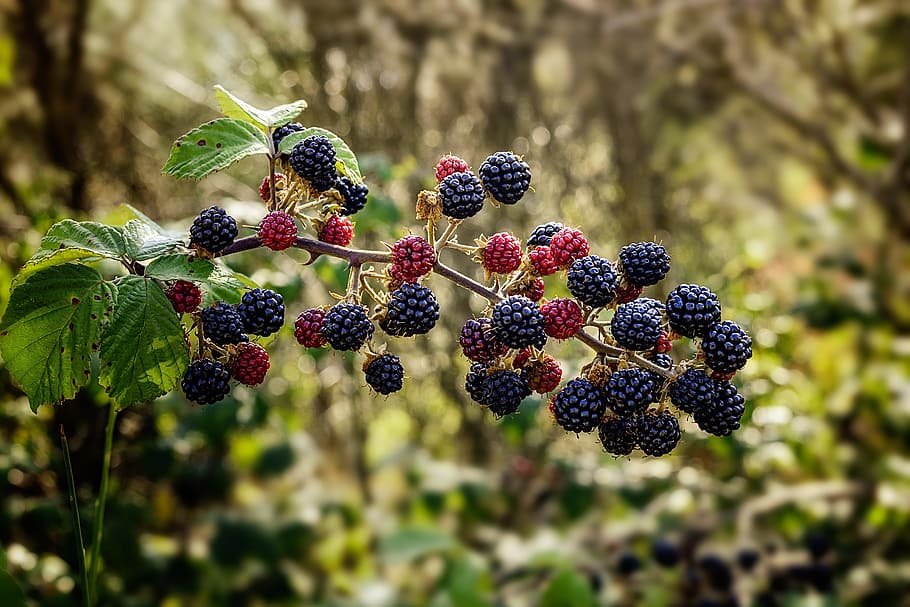 raspberries on plant, bramble, blackberry, shrub, thorny, muron, HD wallpaper