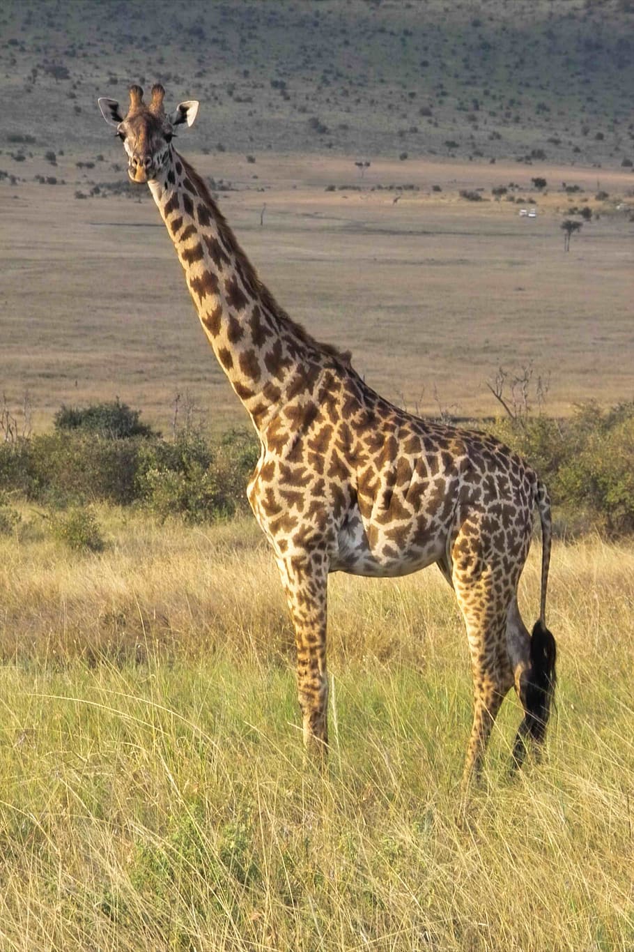 giraffe, wilderness, safari, wild animal, national park, animal world, HD wallpaper