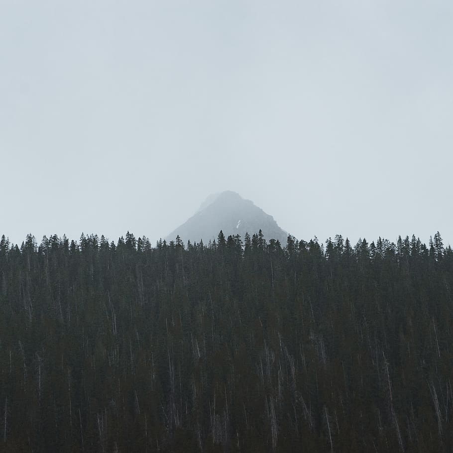 green trees, silhouette of pine trees with mountain in distant HD wallpaper