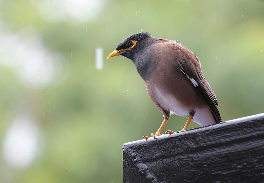 bird, rain, rest, animals, animal themes, vertebrate, animal wildlife HD wallpaper