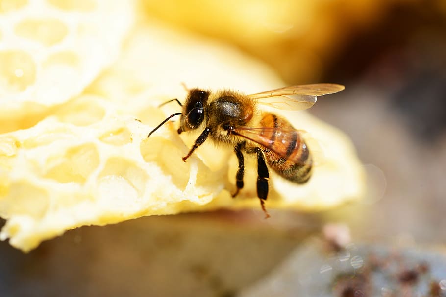 honey bee on hive, buckfast, insect, worker bee, wings, stripes
