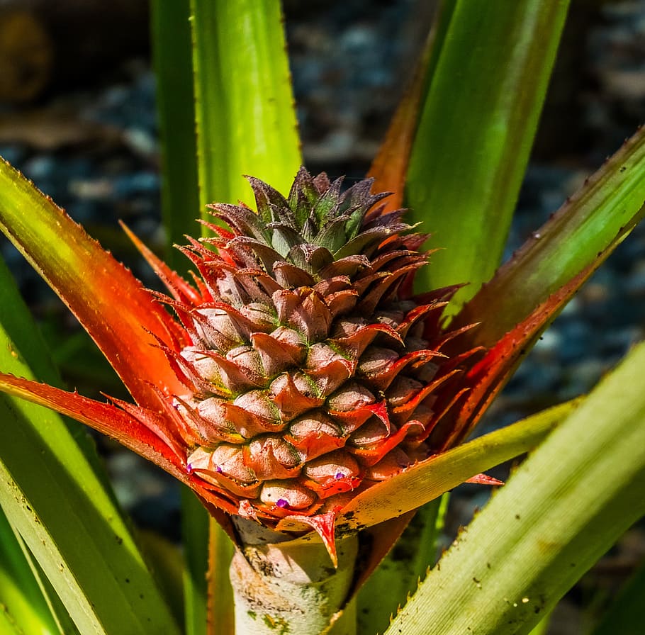 young pineapple, fruit, food, freshness, nature, ripe, leaf HD wallpaper