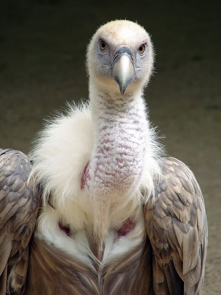 gyps fulvus, griffin vulture, bird, nature, outside, close-up