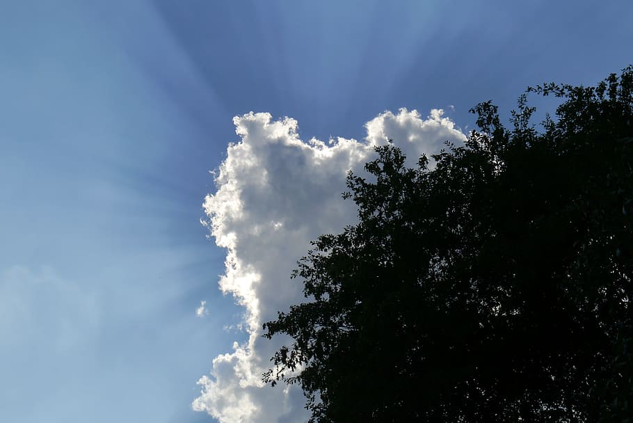 Clouds, Sun, Tree, Back Light, sky, sunbeam, rays, silhouette HD wallpaper